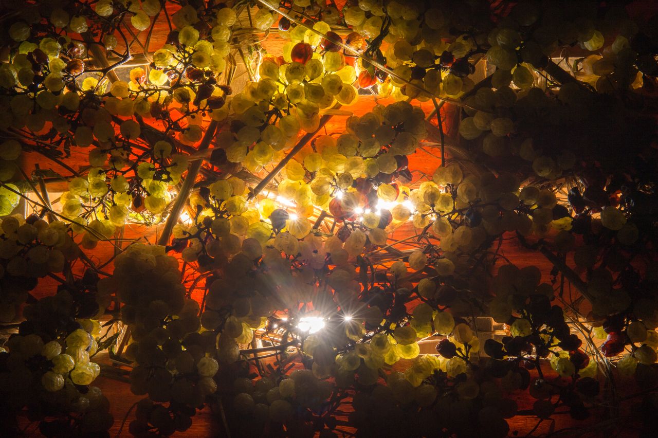 Vignoble Technique Vin de paille VDP-0032